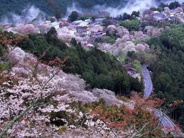 日本最全赏樱花攻略，再也不怕错过日本樱花季！                                                                                               日本