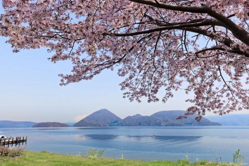 日本旅游攻略：谁说樱花不等人，北海道的樱花可以等你到五月！                                                                                               日本