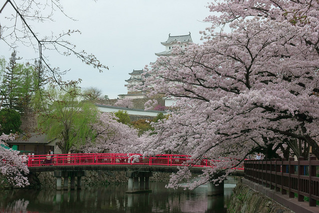 日本的樱花什么时候开？2019日本樱花开放时间介绍                                                                                               日本