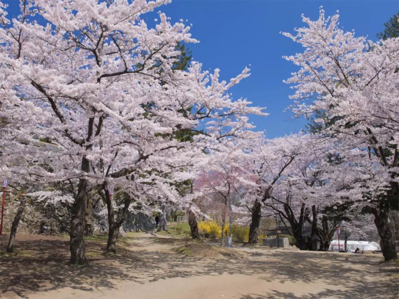 小众癖最爱的日本樱花线路：坐火车、看樱花、泡温泉、吃美食…                                                                                               日本