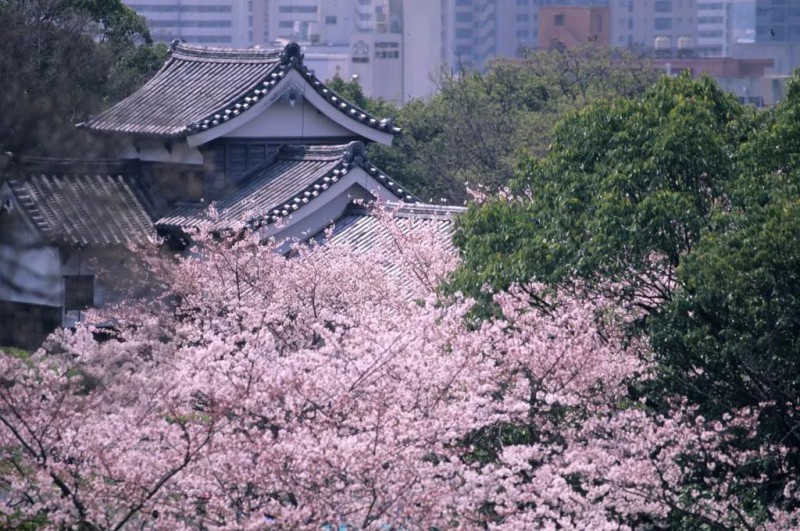 2019日本樱花季：去九州赏早樱、泡温泉、吃美食！                                                                                               日本