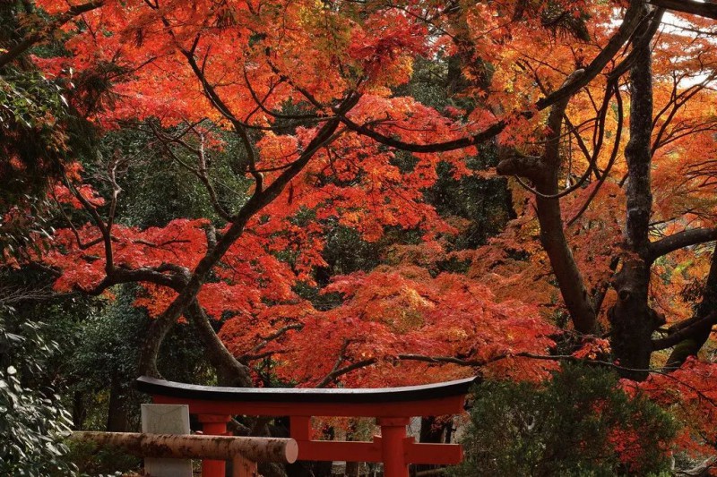 红了：10-12月日本秋季赏枫攻略！                                                                                               日本