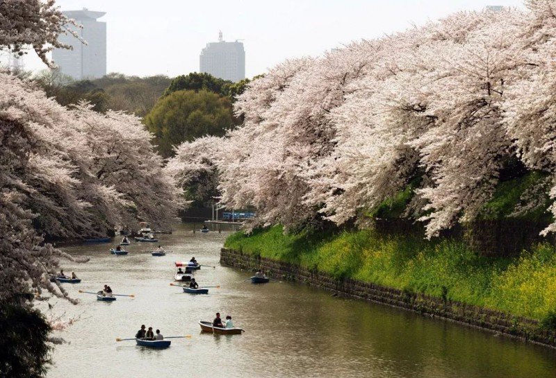 2019日本最全赏樱花攻略：跟着官方预测看遍每片樱花！                                                                                               日本