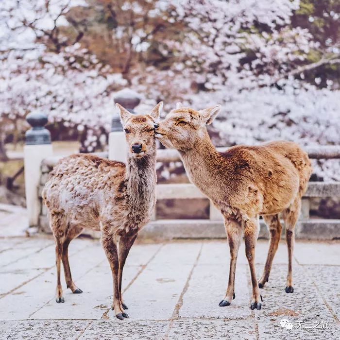 日本旅游攻略：为什么追我？！                                                                                               日本