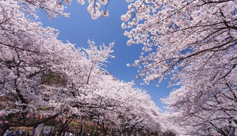 6条日本最美樱花路线，寻找被春天临幸的感觉                                                                                               日本