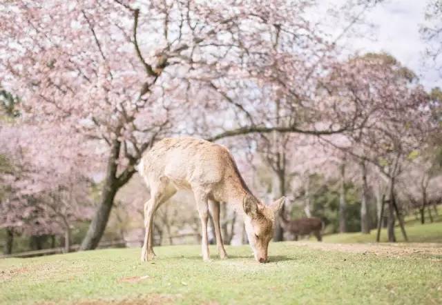 价低人少风景好的二、三月，最适合去哪里旅行？                                                                                               日本