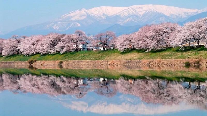 日本樱花攻略：清明小长假去这里，人少樱美，距离还近！                                                                                               日本