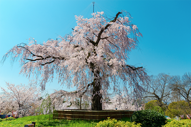 日本的樱花什么时候开？2019日本樱花开放时间介绍                                                                                               日本