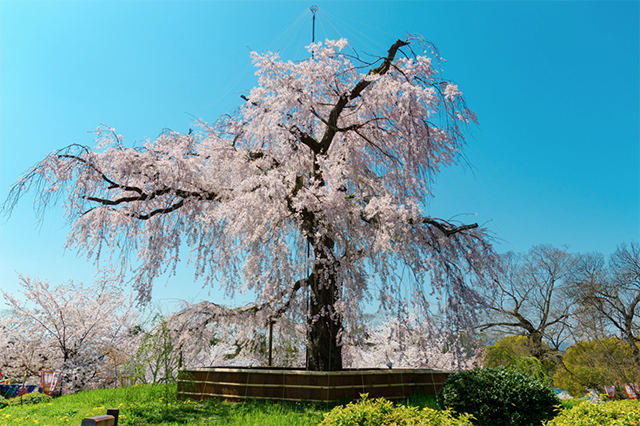 日本的樱花什么时候开？2019日本樱花开放时间预告                                                                                               日本
