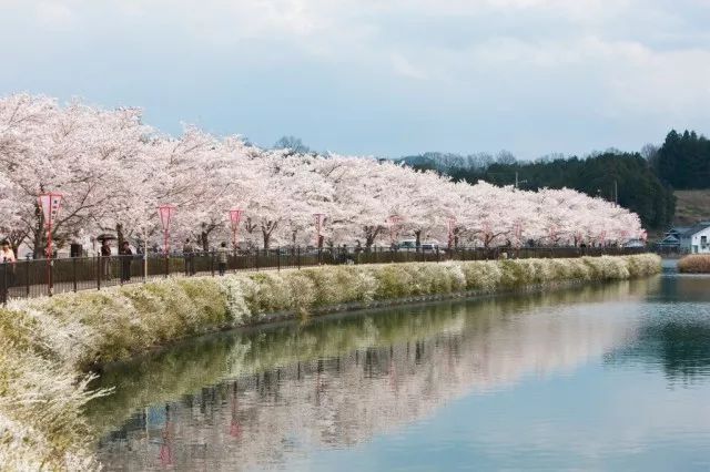 2019日本最全赏樱花攻略：跟着官方预测看遍每片樱花！                                                                                               日本