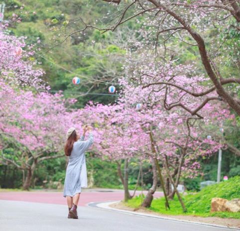 2019日本最全赏樱花攻略：跟着官方预测看遍每片樱花！                                                                                               日本