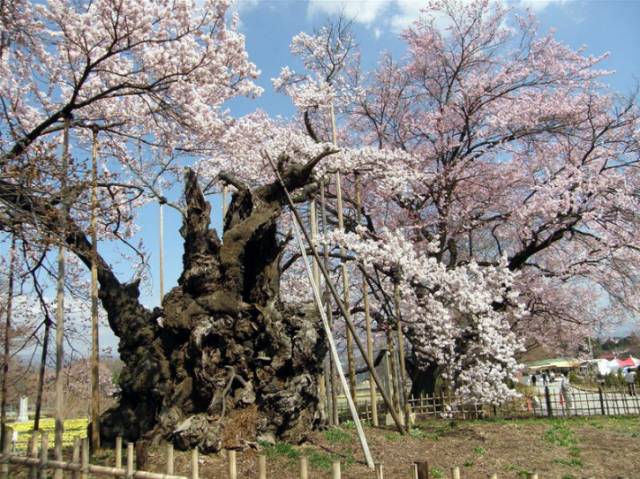 2019日本最全赏樱花攻略：跟着官方预测看遍每片樱花！                                                                                               日本