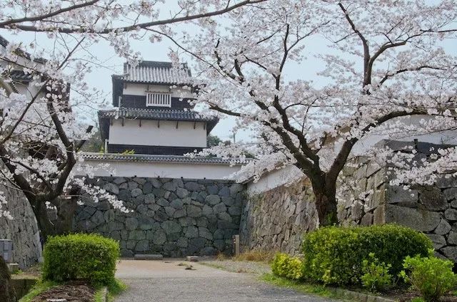 2019日本樱花季：去九州赏早樱、泡温泉、吃美食！                                                                                               日本