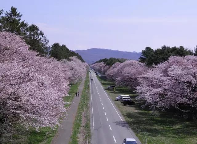 2019日本最全赏樱花攻略：跟着官方预测看遍每片樱花！                                                                                               日本