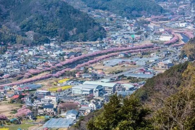 日本最全赏樱花攻略，再也不怕错过日本樱花季！                                                                                               日本