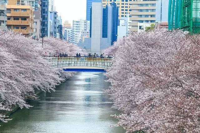 6条日本最美樱花路线，寻找被春天临幸的感觉                                                                                               日本