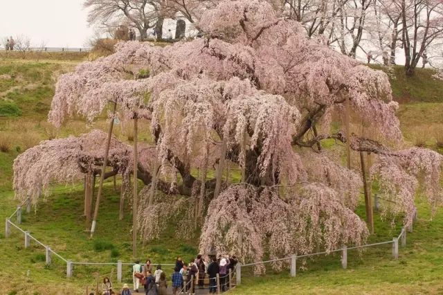 2019日本最全赏樱花攻略：跟着官方预测看遍每片樱花！                                                                                               日本