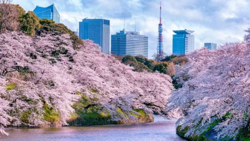 日本樱花攻略：清明小长假去这里，人少樱美，距离还近！                                                                                               日本