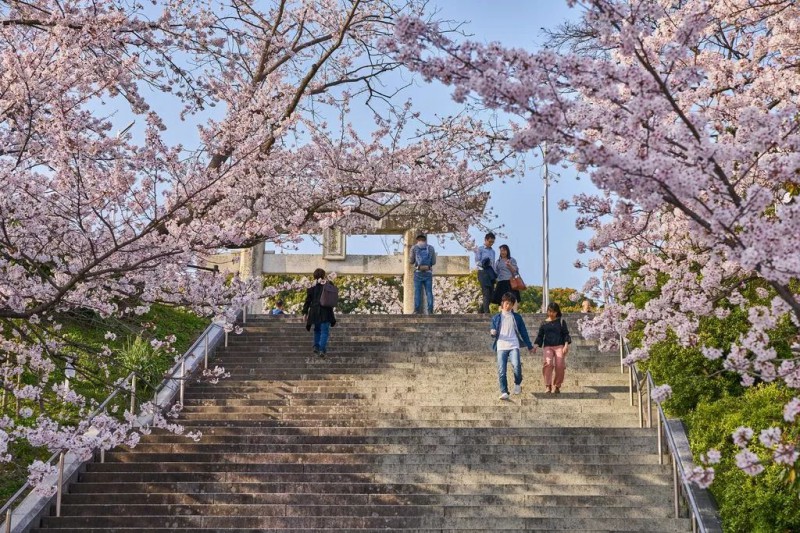 2019日本樱花季：去九州赏早樱、泡温泉、吃美食！                                                                                               日本