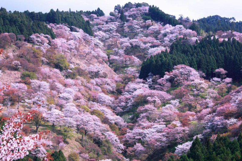 第一次去日本旅游应该怎么玩？日本攻略玩法干货                                                                                               日本