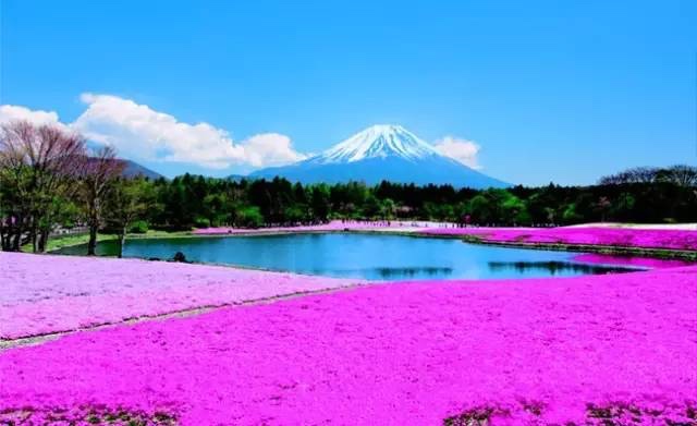 最全东京富士山旅游攻略                                                                                               日本