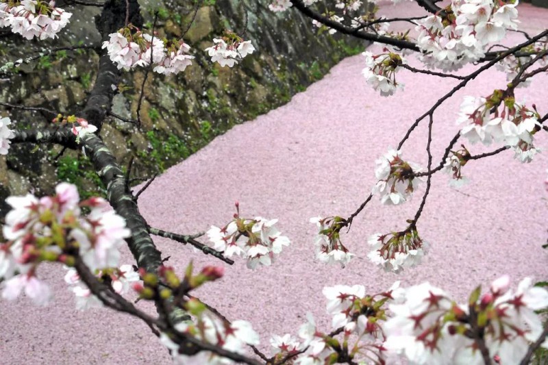 2019日本最全赏樱花攻略：跟着官方预测看遍每片樱花！                                                                                               日本