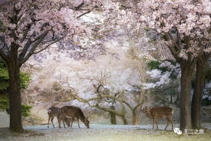 日本旅游攻略：为什么追我？！                                                                                               日本