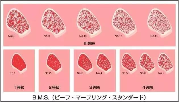 日本和牛攻略：日本和牛，全世界最好的牛肉？                                                                                               日本