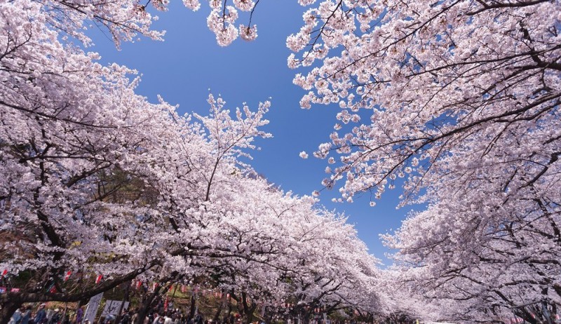 日本的樱花什么时候开？2019日本樱花开放时间介绍                                                                                               日本