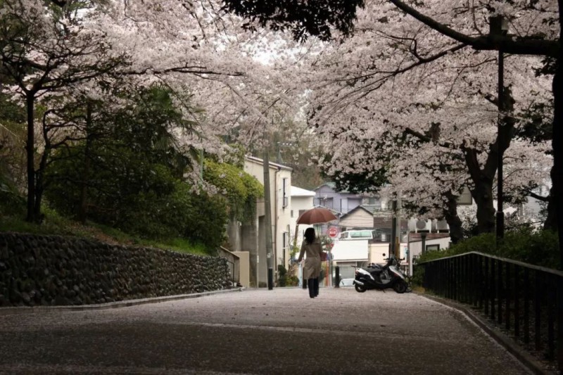 五一旅游最佳去处：去北海道看日本最后的樱花                                                                                               日本