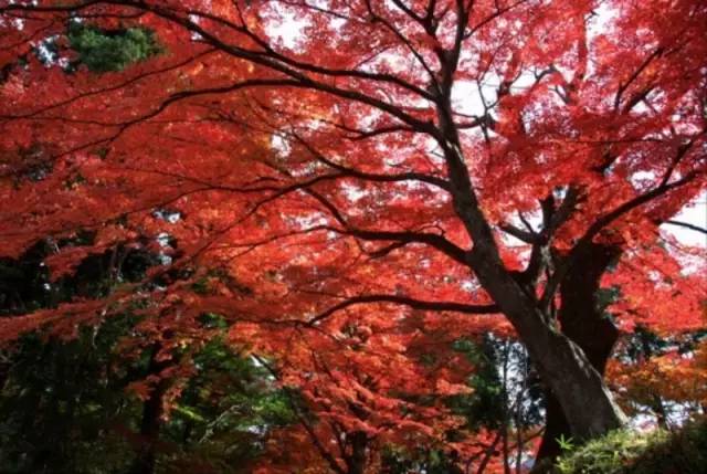 何以日本旅行，一去再去                                                                                               日本