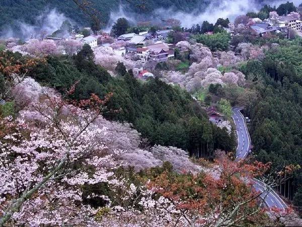 6条日本最美樱花路线，寻找被春天临幸的感觉                                                                                               日本