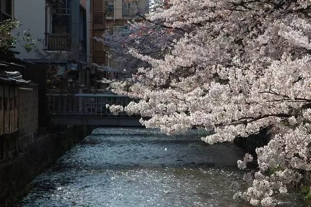 日本最全赏樱花攻略，再也不怕错过日本樱花季！                                                                                               日本