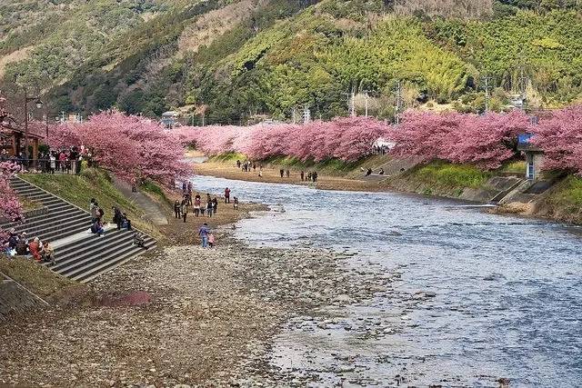 日本最全赏樱花攻略，再也不怕错过日本樱花季！                                                                                               日本