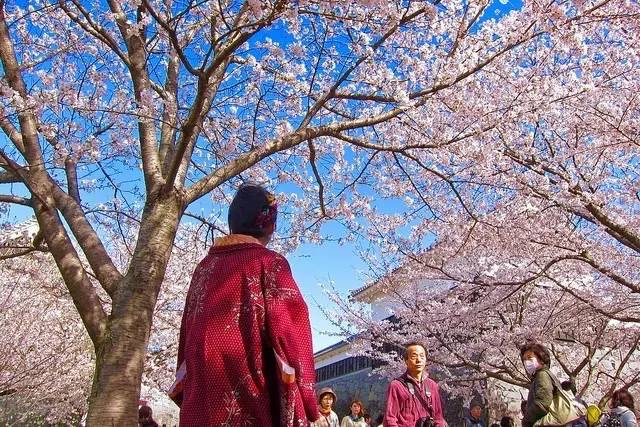 日本最全赏樱花攻略，再也不怕错过日本樱花季！                                                                                               日本