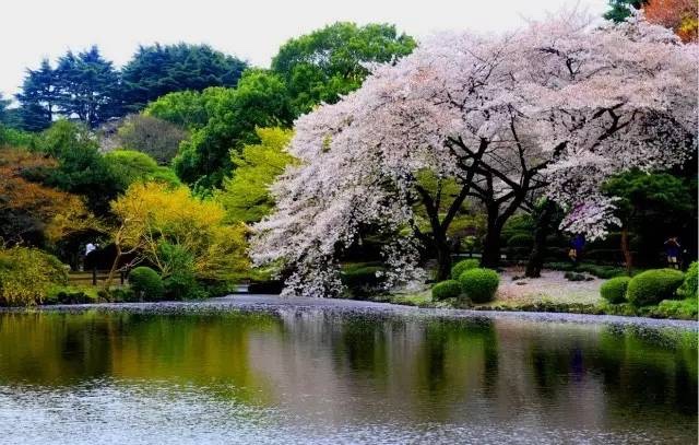 日本最全赏樱花攻略，再也不怕错过日本樱花季！                                                                                               日本