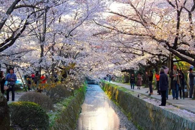 日本最全赏樱花攻略，再也不怕错过日本樱花季！                                                                                               日本