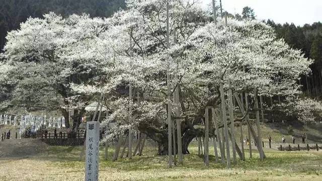 日本最全赏樱花攻略，再也不怕错过日本樱花季！                                                                                               日本