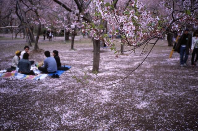 日本最全赏樱花攻略，再也不怕错过日本樱花季！                                                                                               日本