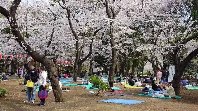 日本最全赏樱花攻略，再也不怕错过日本樱花季！                                                                                               日本