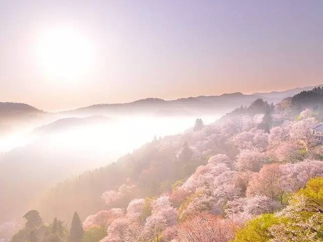 日本最全赏樱花攻略，再也不怕错过日本樱花季！                                                                                               日本