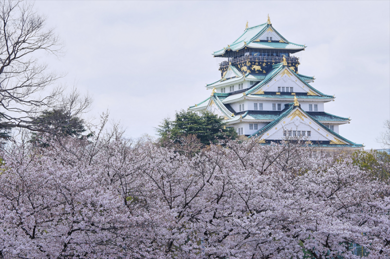 日本的樱花什么时候开？2019日本樱花开放时间介绍                                                                                               日本