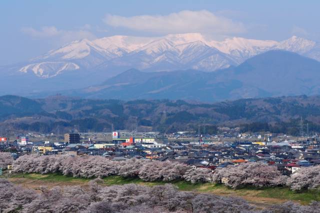 日本最全赏樱花攻略，再也不怕错过日本樱花季！                                                                                               日本