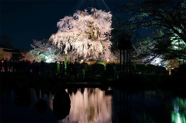 6条日本最美樱花路线，寻找被春天临幸的感觉                                                                                               日本