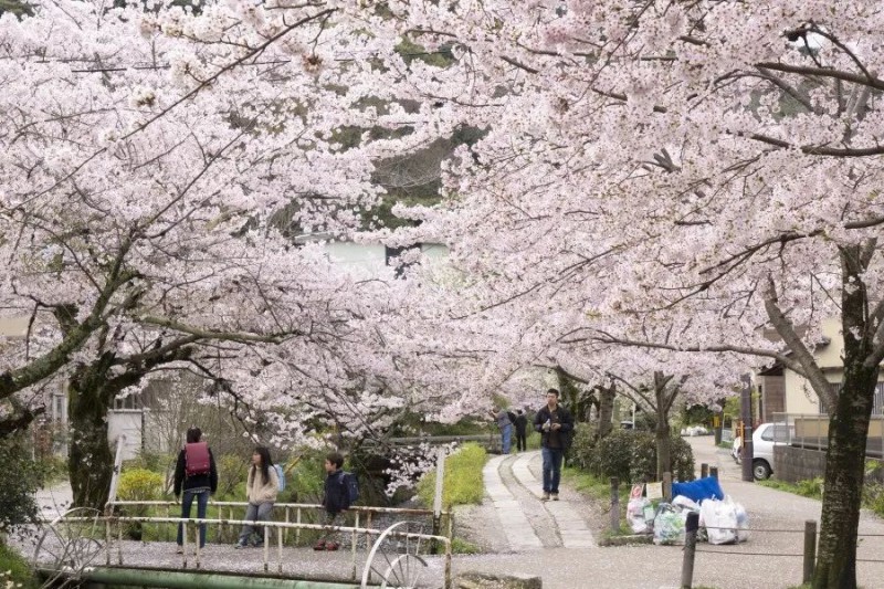 6条日本最美樱花路线，寻找被春天临幸的感觉                                                                                               日本