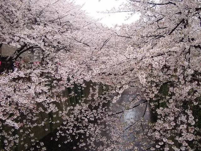 日本最全赏樱花攻略，再也不怕错过日本樱花季！                                                                                               日本