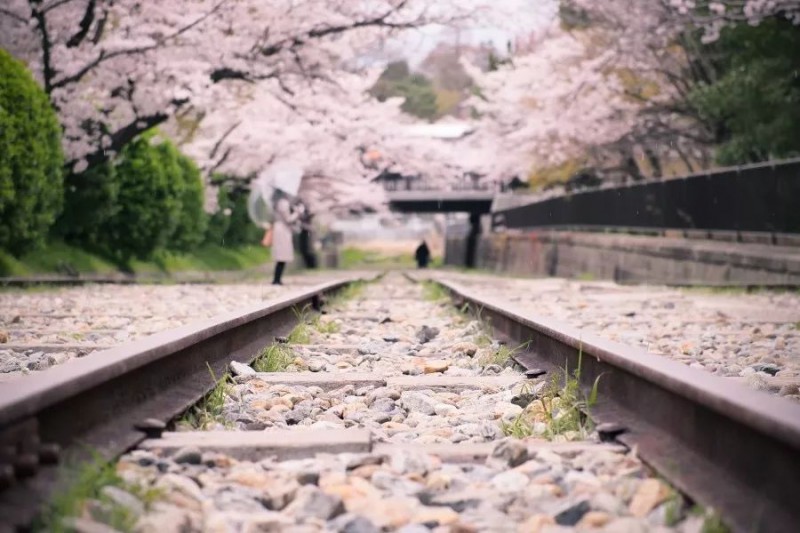 6条日本最美樱花路线，寻找被春天临幸的感觉                                                                                               日本