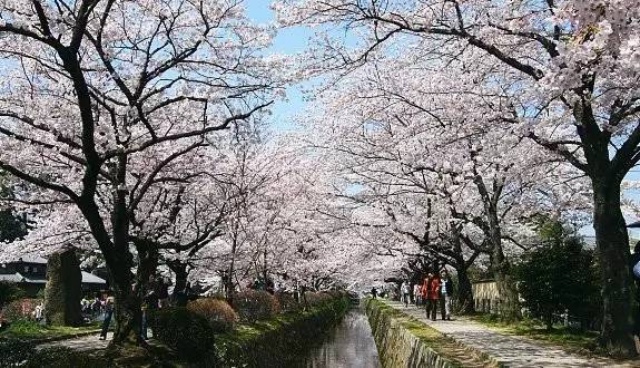 日本最全赏樱花攻略，再也不怕错过日本樱花季！                                                                                               日本