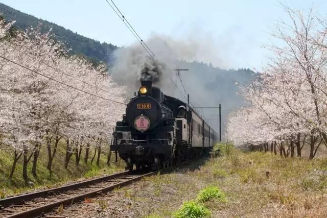 日本最全赏樱花攻略，再也不怕错过日本樱花季！                                                                                               日本