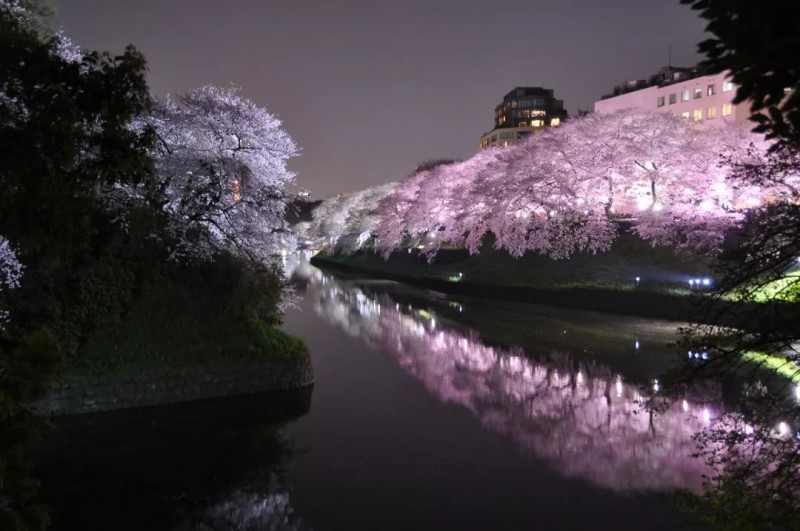 6条日本最美樱花路线，寻找被春天临幸的感觉                                                                                               日本